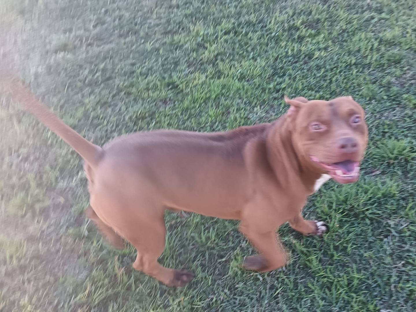 Adotta un cane, maschio, 2 anni e 2 mesi, Napoli