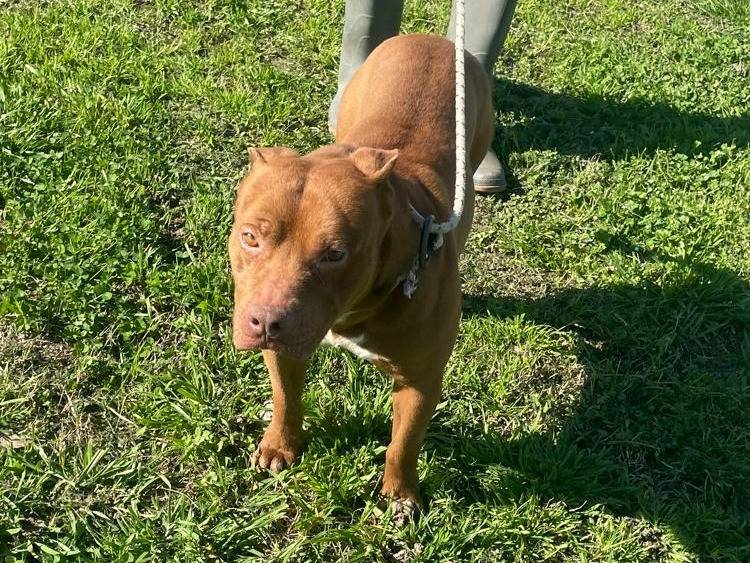 Adotta un cane, taglia media, maschio, Napoli