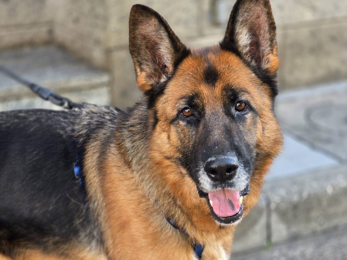 Adozione cane, femmina, Pastore tedesco Razza sconosciuta, 3 anni e 7 mesi, taglia grande, Napoli