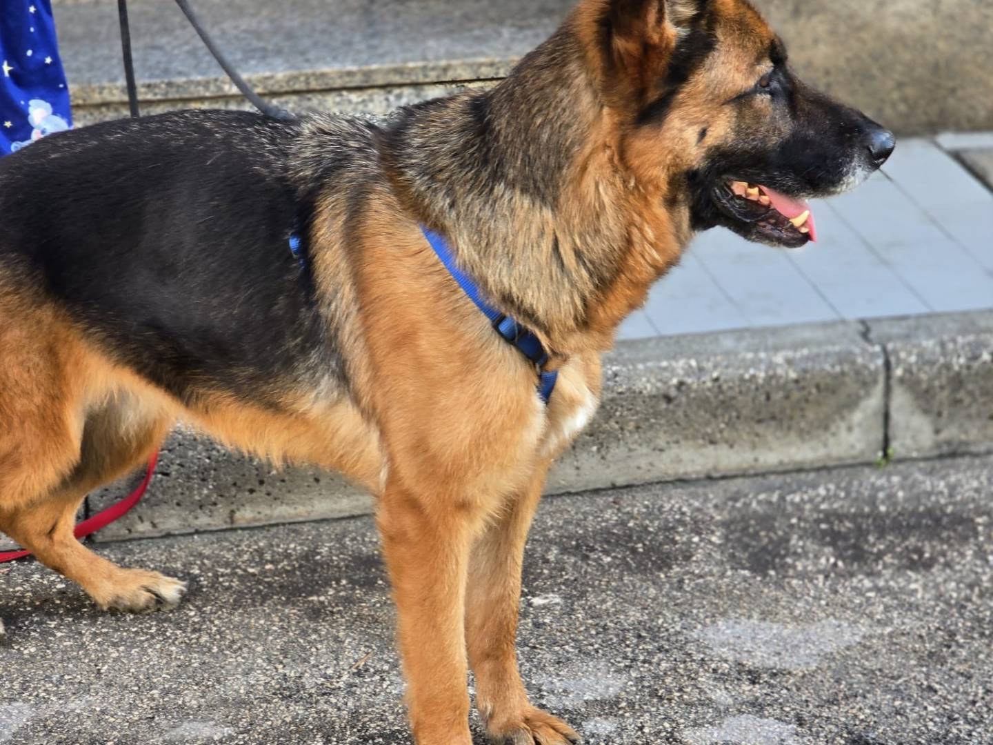 Adotta un cane, femmina, 3 anni e 7 mesi, Napoli