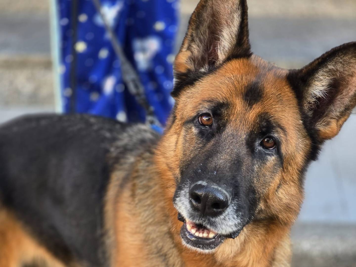 Adotta un cane, taglia grande, femmina, Napoli