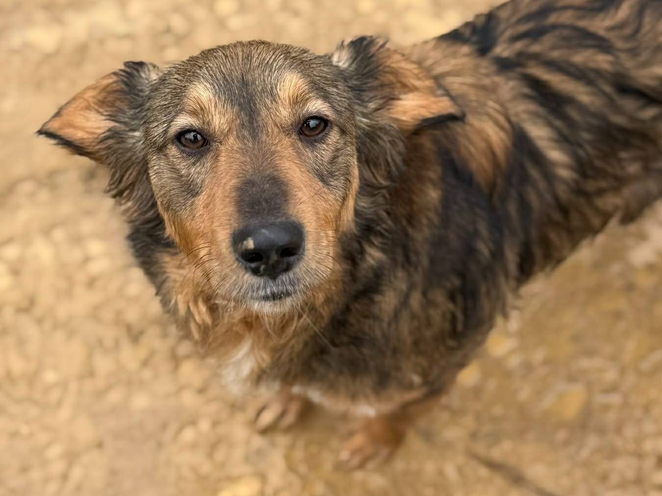 Adotta il cane MONKY a Firenze