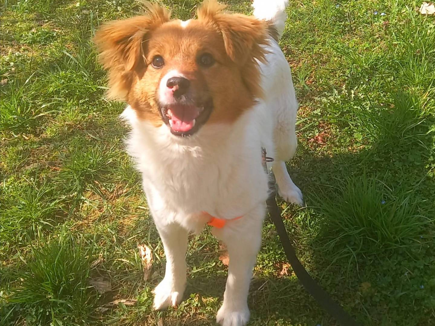 Adotta il cane VIVIAN a Firenze