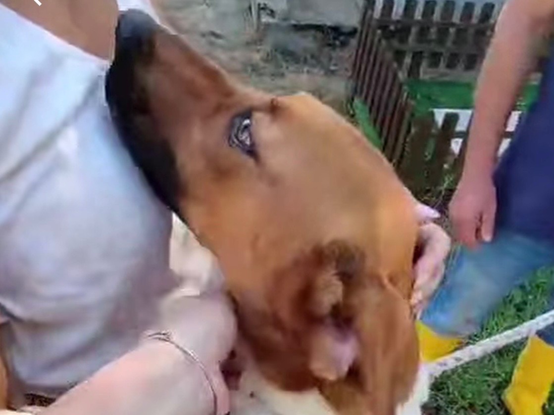 Adozione cane, maschio, Razza sconosciuta Razza sconosciuta, 2 anni e 6 mesi, taglia media, Vibo