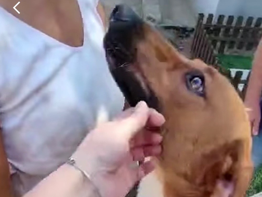 Adotta un cane, maschio, 2 anni e 6 mesi, Vibo