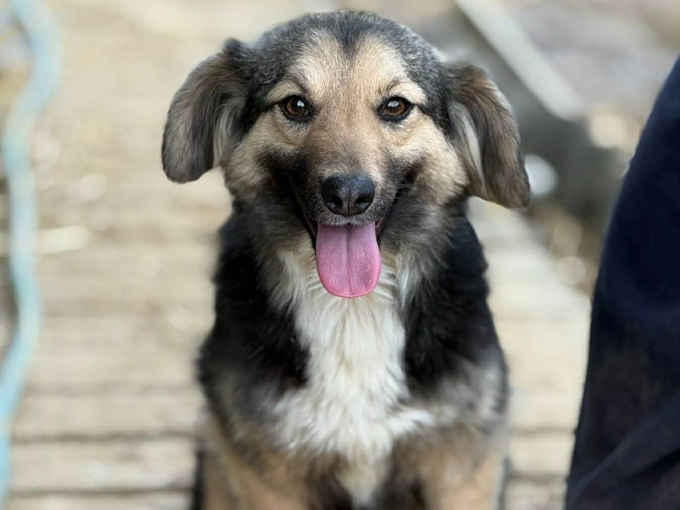 Adozione cane, femmina, Razza sconosciuta Razza sconosciuta, 1 anno, taglia media contenuta, Firenze
