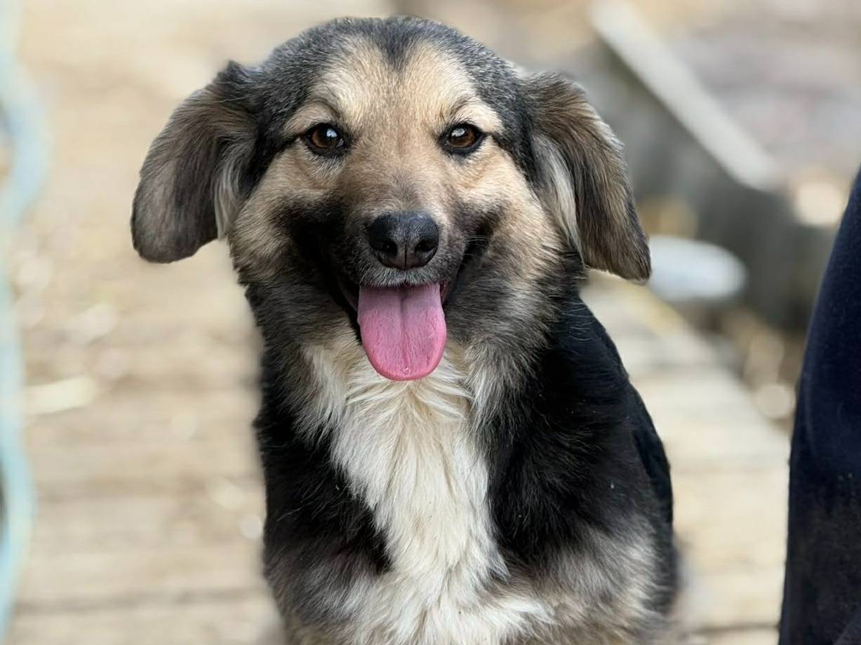 Adotta un cane, femmina, 1 anno, Firenze