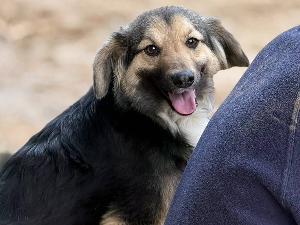 Vuoi adottare un cane a Firenze?