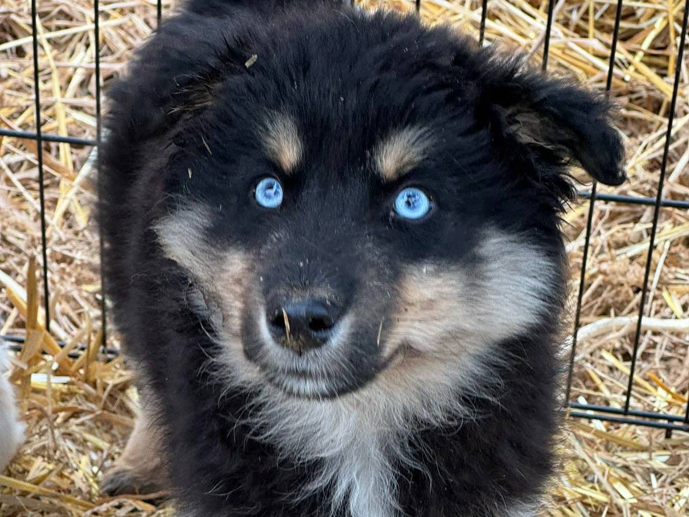 Adozione cane, maschio, Razza sconosciuta Razza sconosciuta, 2 mesi, taglia media, Firenze