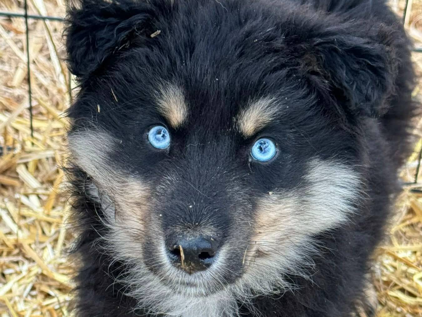 Adotta un cane, maschio, 2 mesi, Firenze