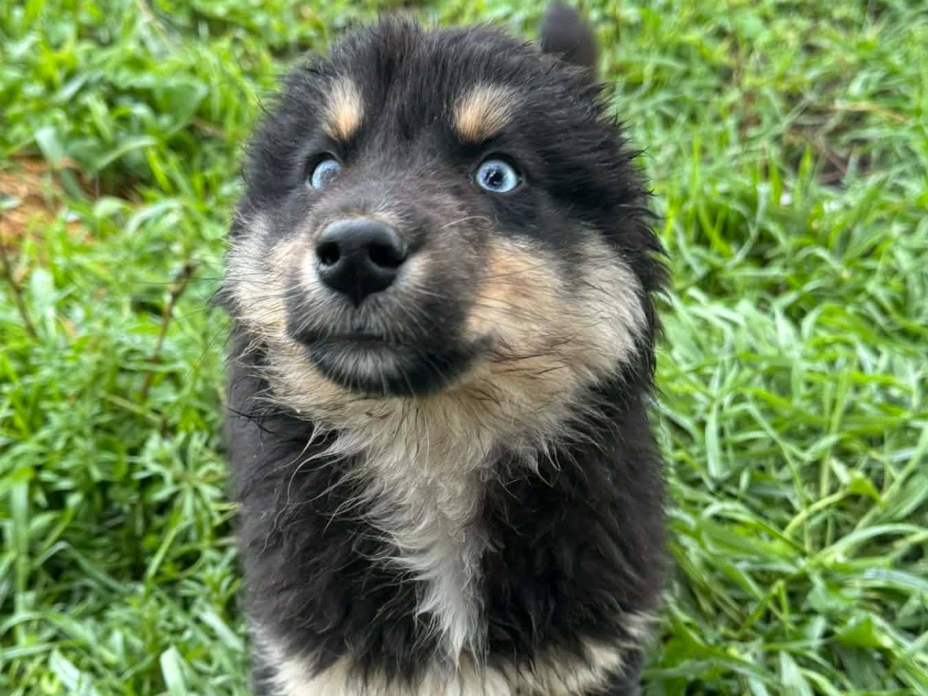 Vuoi adottare un cane a Firenze?