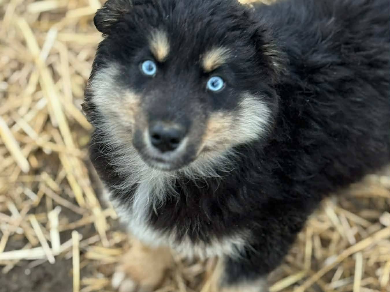 Adotta il cane YUKON a Firenze