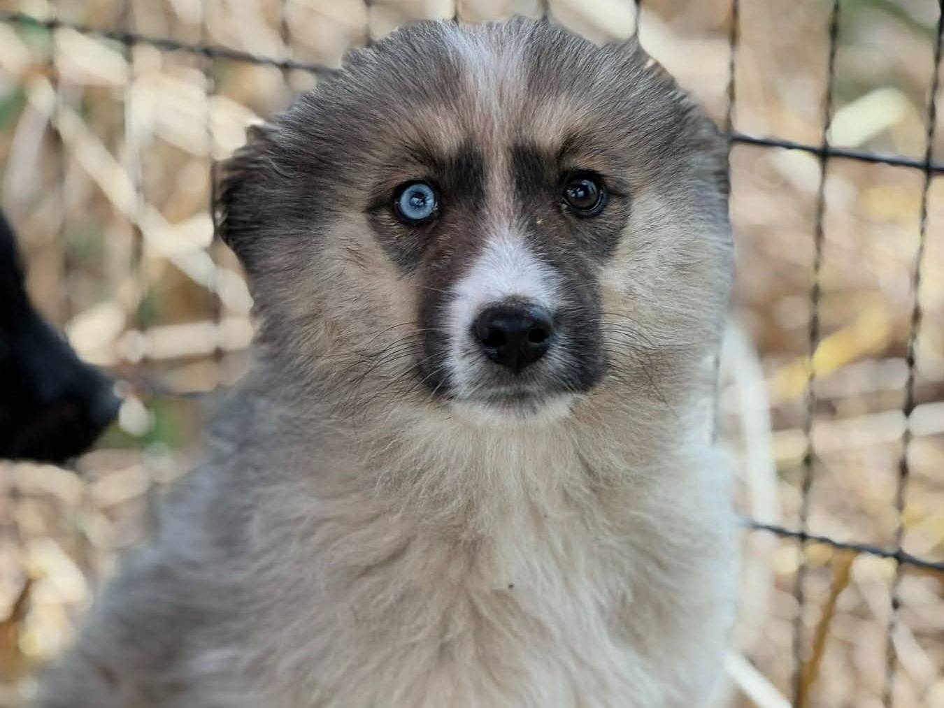 Adotta un cane, femmina, 2 mesi, Firenze