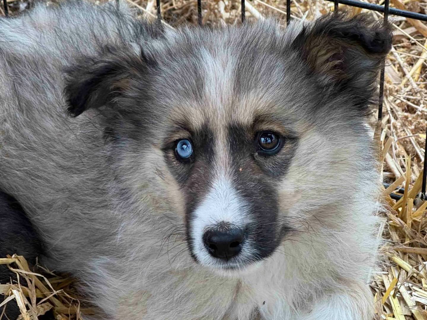 Adotta un cane, taglia media, femmina, Firenze