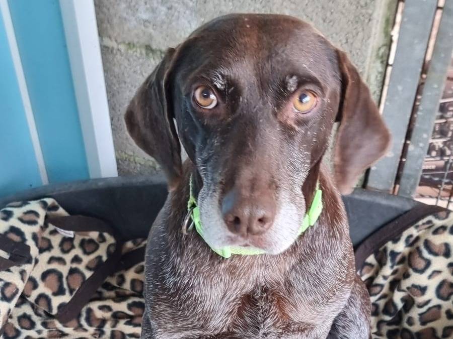 Adozione cane, femmina, Bracco Razza sconosciuta, 6 anni, taglia media, Pavia