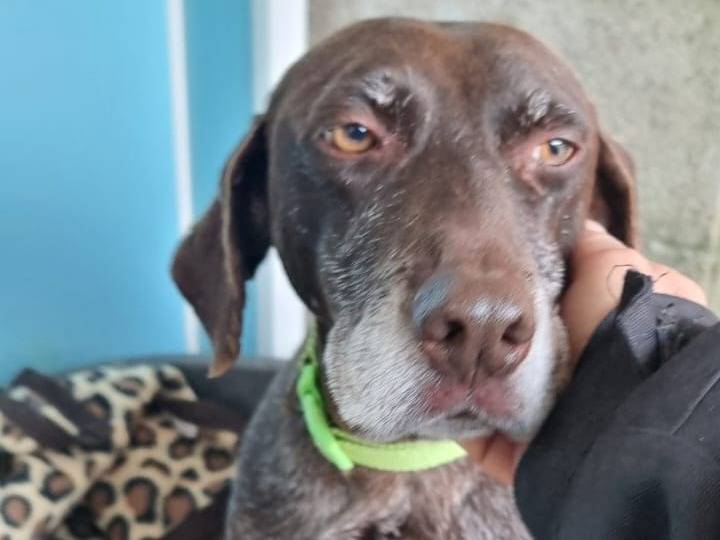 Adotta un cane, femmina, 6 anni, Pavia