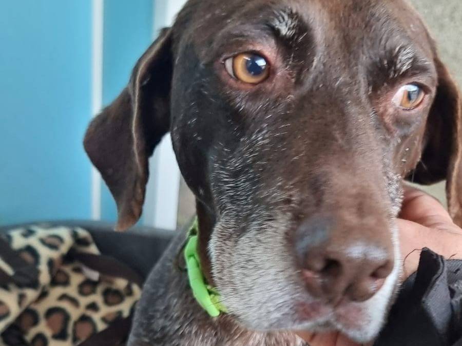 Adotta un cane, taglia media, femmina, Pavia