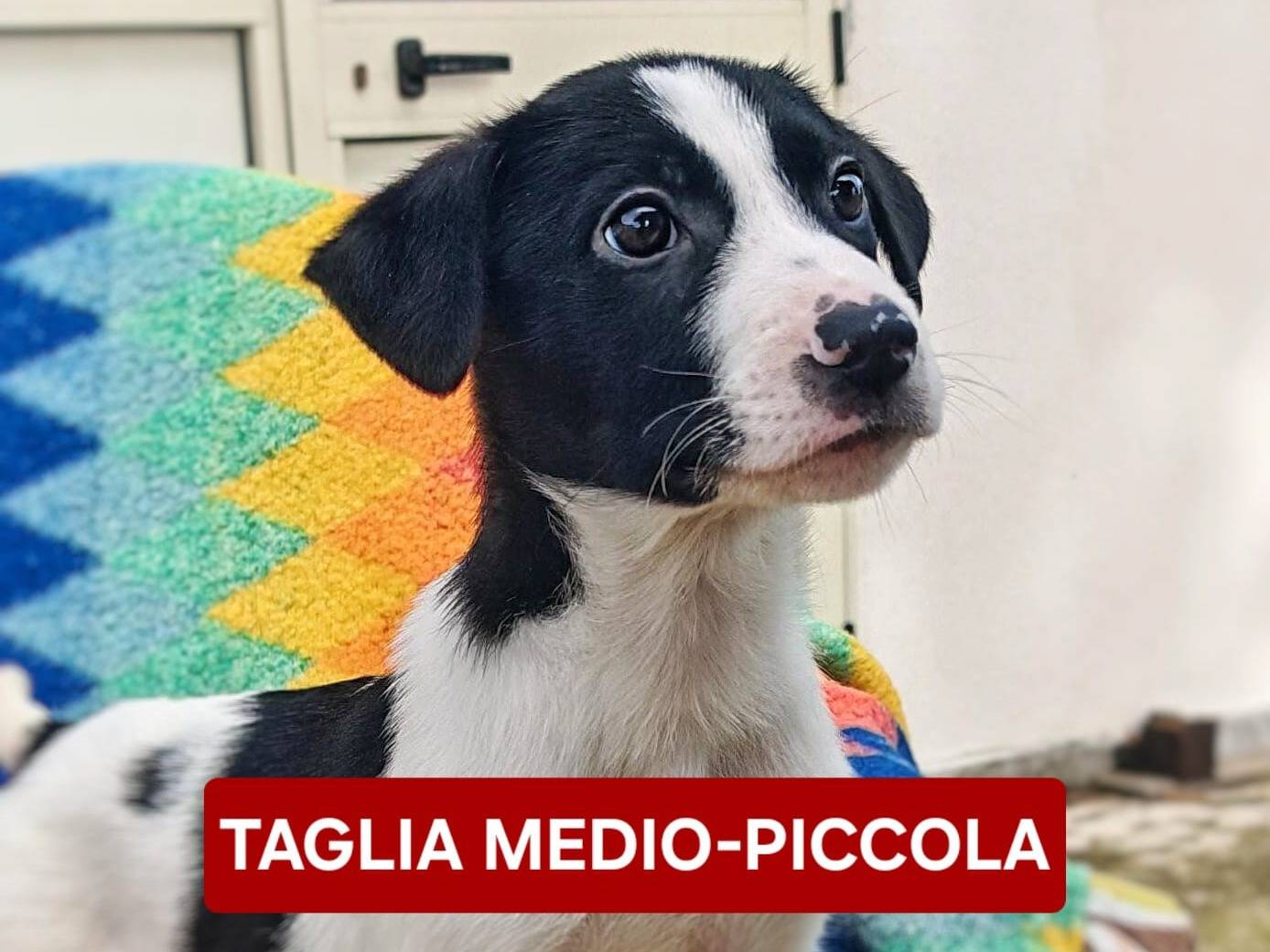 Adozione cane, maschio, Razza sconosciuta Razza sconosciuta, 3 mesi, taglia media, Crotone