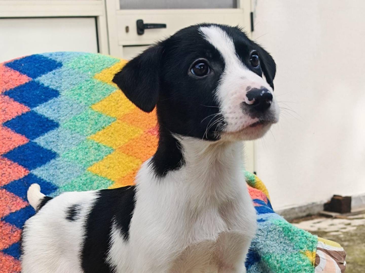 Adotta un cane, maschio, 3 mesi, Crotone