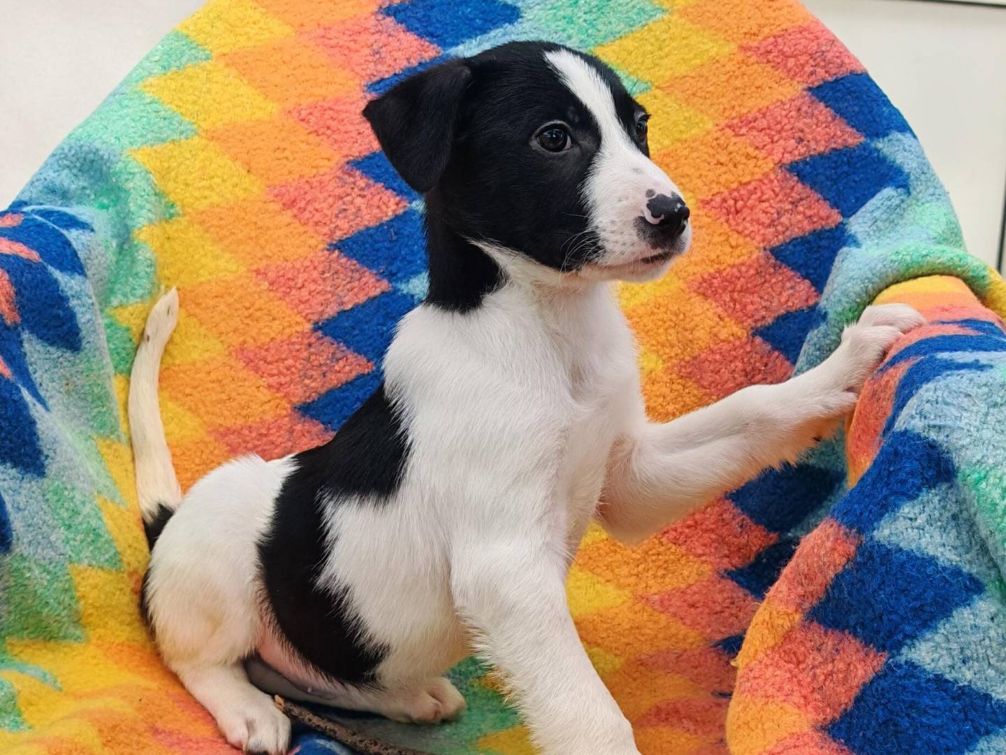 Adotta un cane, taglia media, maschio, Crotone