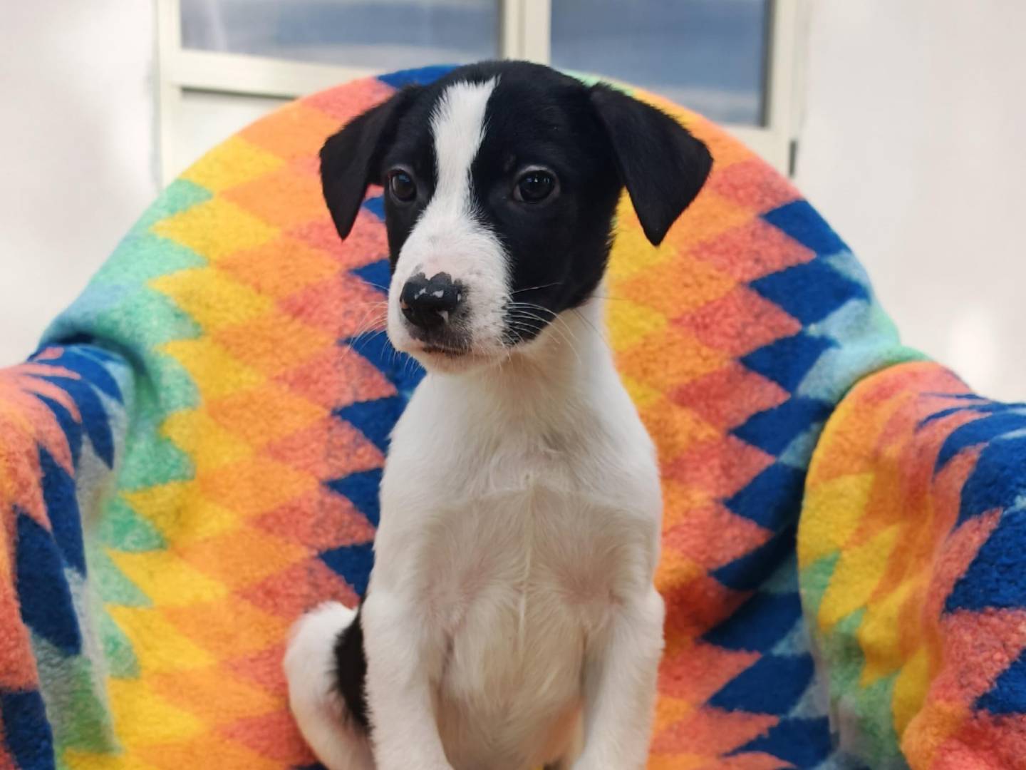 Vuoi adottare un cane a Crotone?