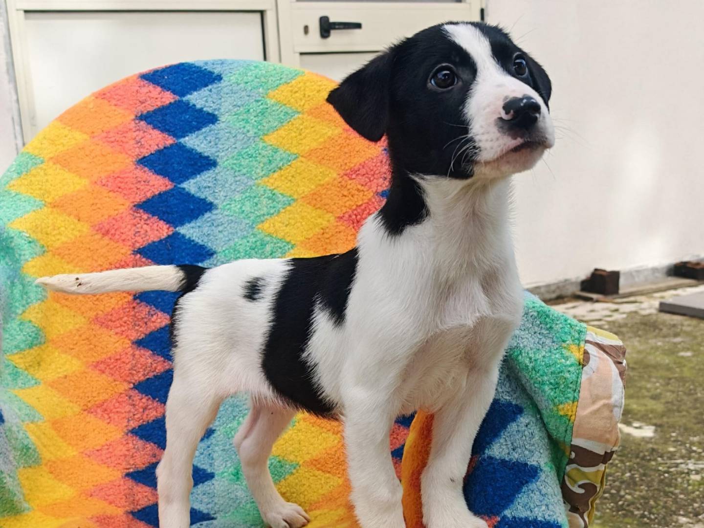 Adotta il cane Sesamo a Crotone