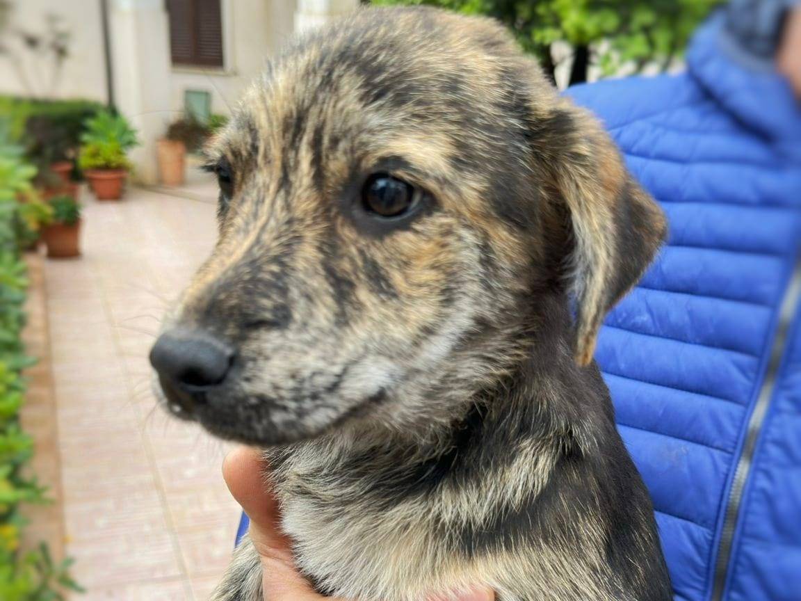 Adozione cane, maschio, Razza sconosciuta Razza sconosciuta, 3 mesi, taglia media, Crotone