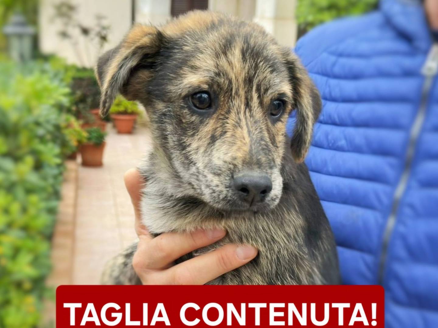 Adotta un cane, maschio, 3 mesi, Crotone
