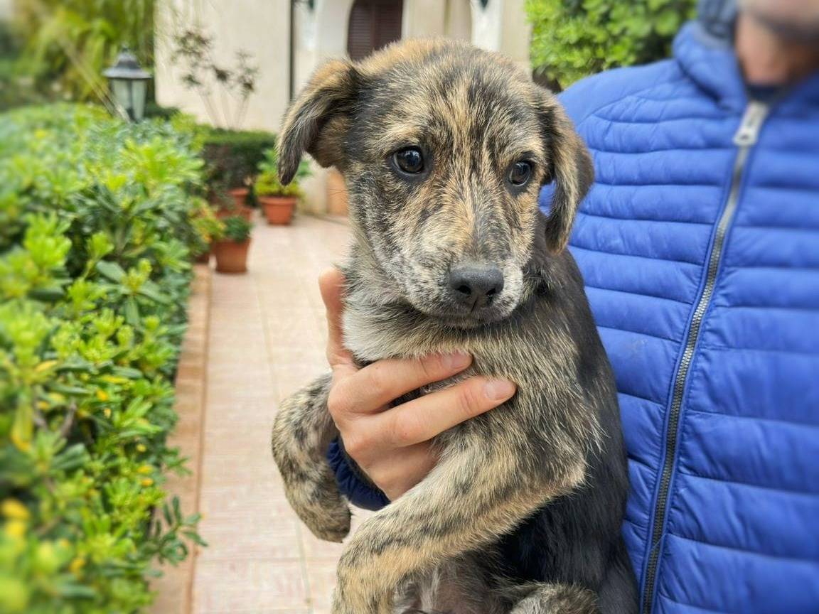 Adotta un cane, taglia media, maschio, Crotone