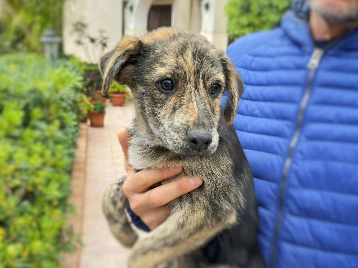 Vuoi adottare un cane a Crotone?