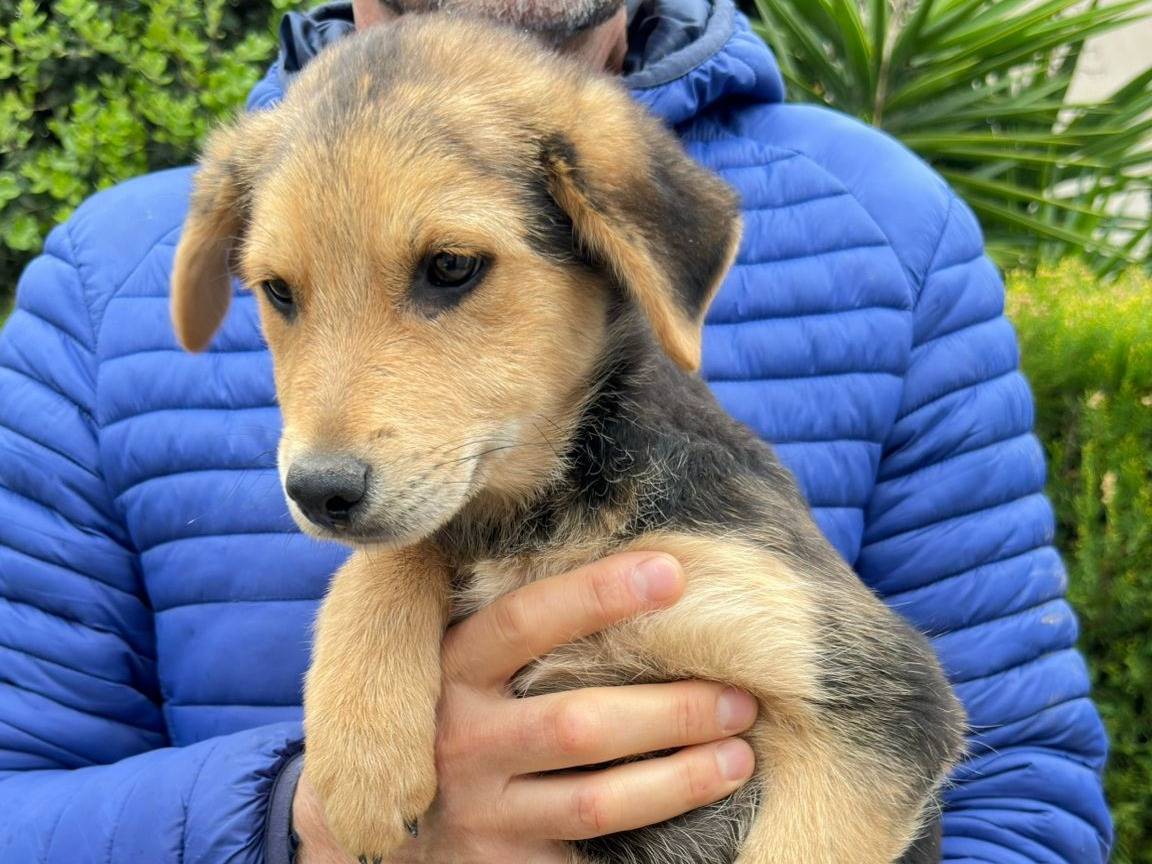 Adotta un cane, taglia media, maschio, Crotone
