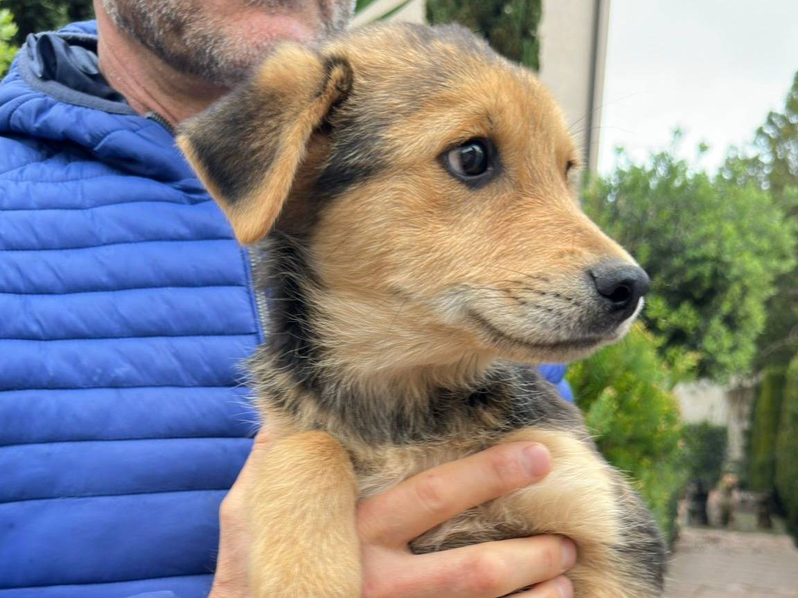 Vuoi adottare un cane a Crotone?