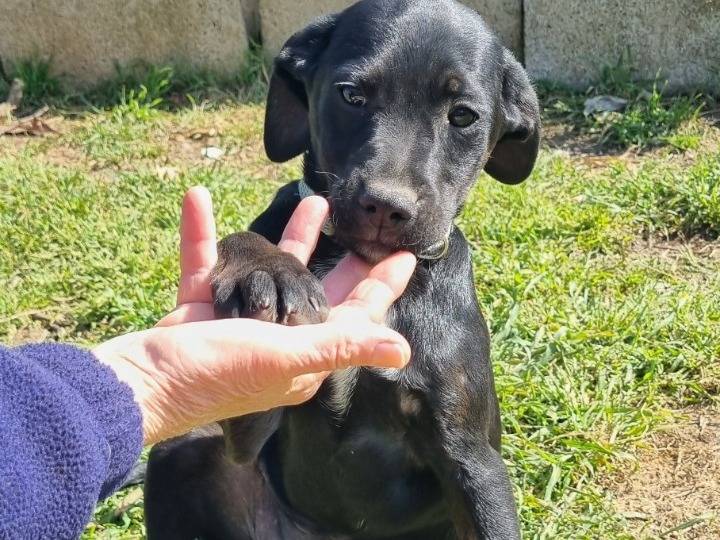 Adozione cane, femmina, Razza sconosciuta Razza sconosciuta, 3 mesi, taglia media, Varese