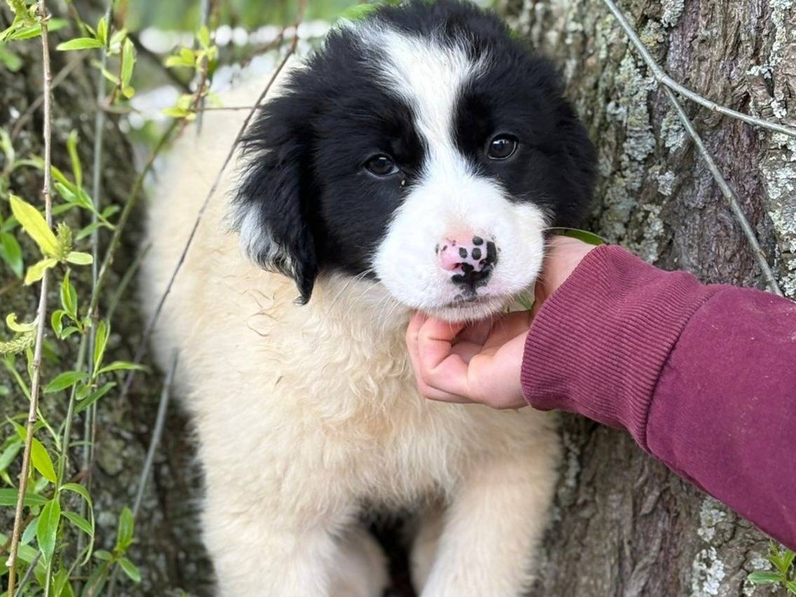 Adozione cane, femmina, Razza sconosciuta Razza sconosciuta, 2 mesi, taglia media, Varese