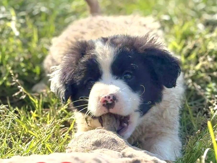 Adotta un cane, femmina, 2 mesi, Varese