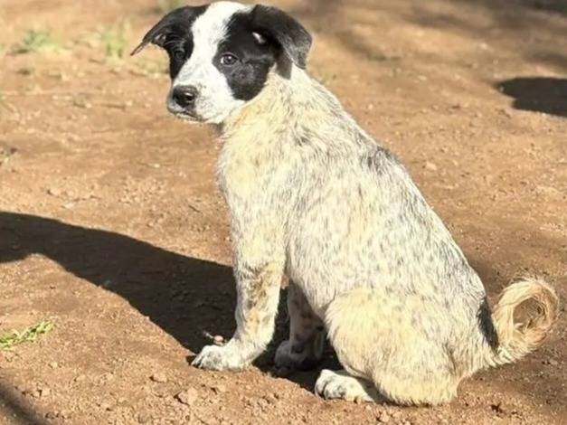 Adotta un cane, maschio, 2 mesi, Varese