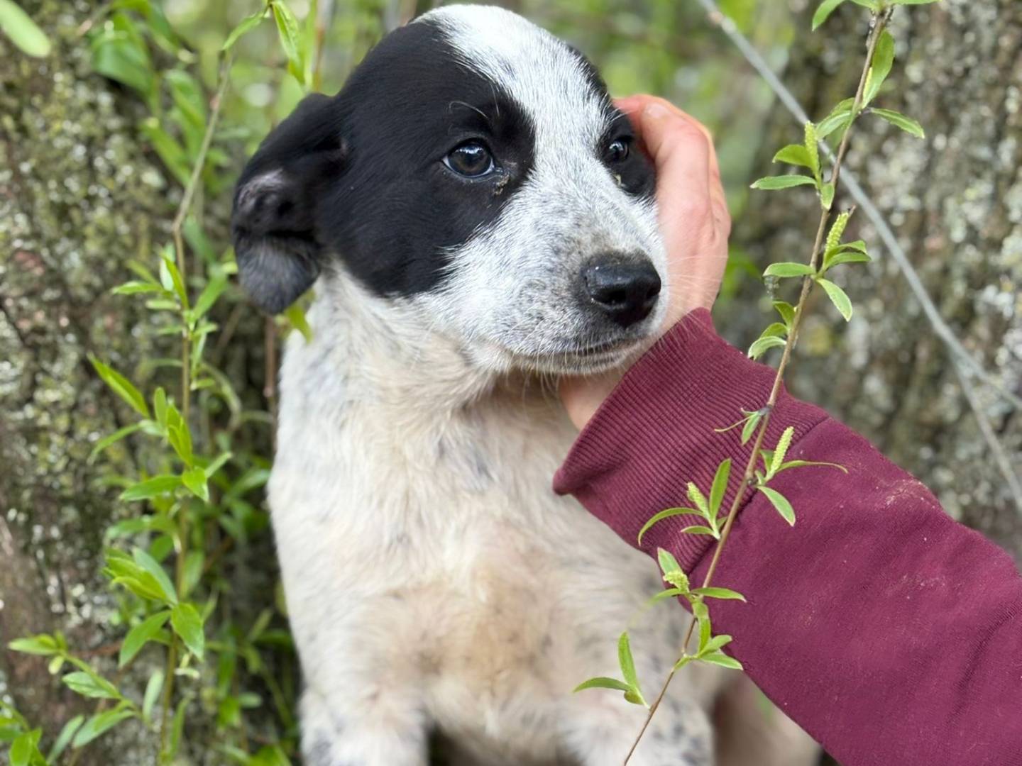 Adotta un cane, taglia media, maschio, Varese