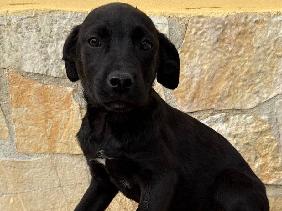 Adozione cane, femmina, Razza sconosciuta Razza sconosciuta, 3 mesi, taglia media, Matera
