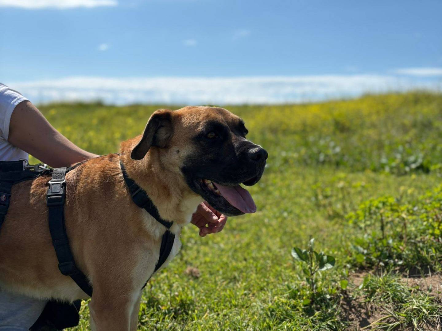 Adotta un cane, maschio, 3 anni e 6 mesi, Caserta