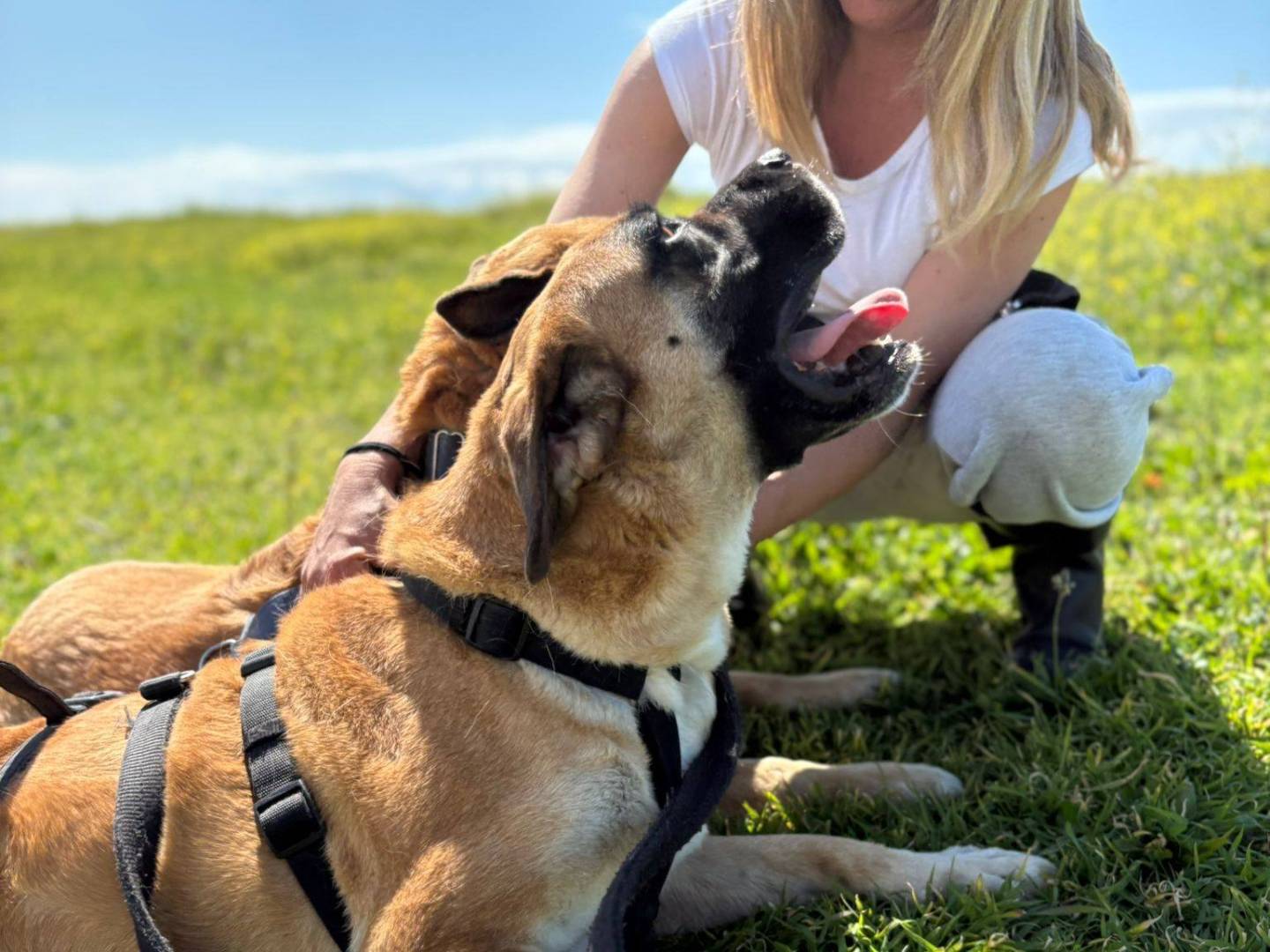 Vuoi adottare un cane a Caserta?