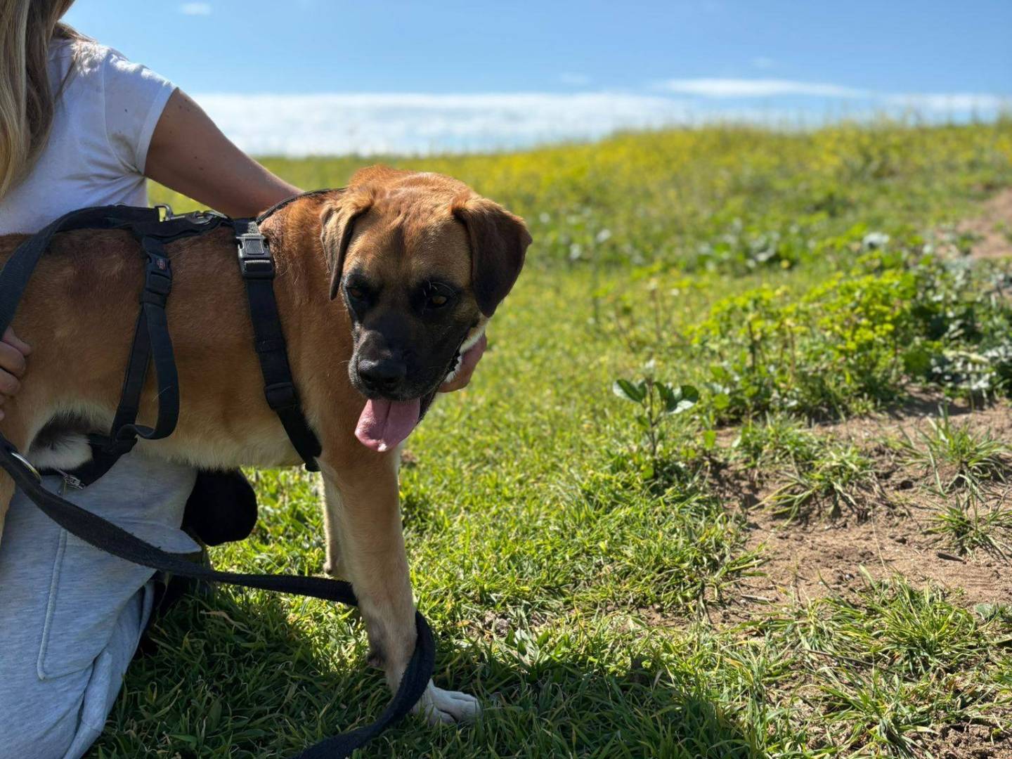 Adotta il cane DANTE a Caserta