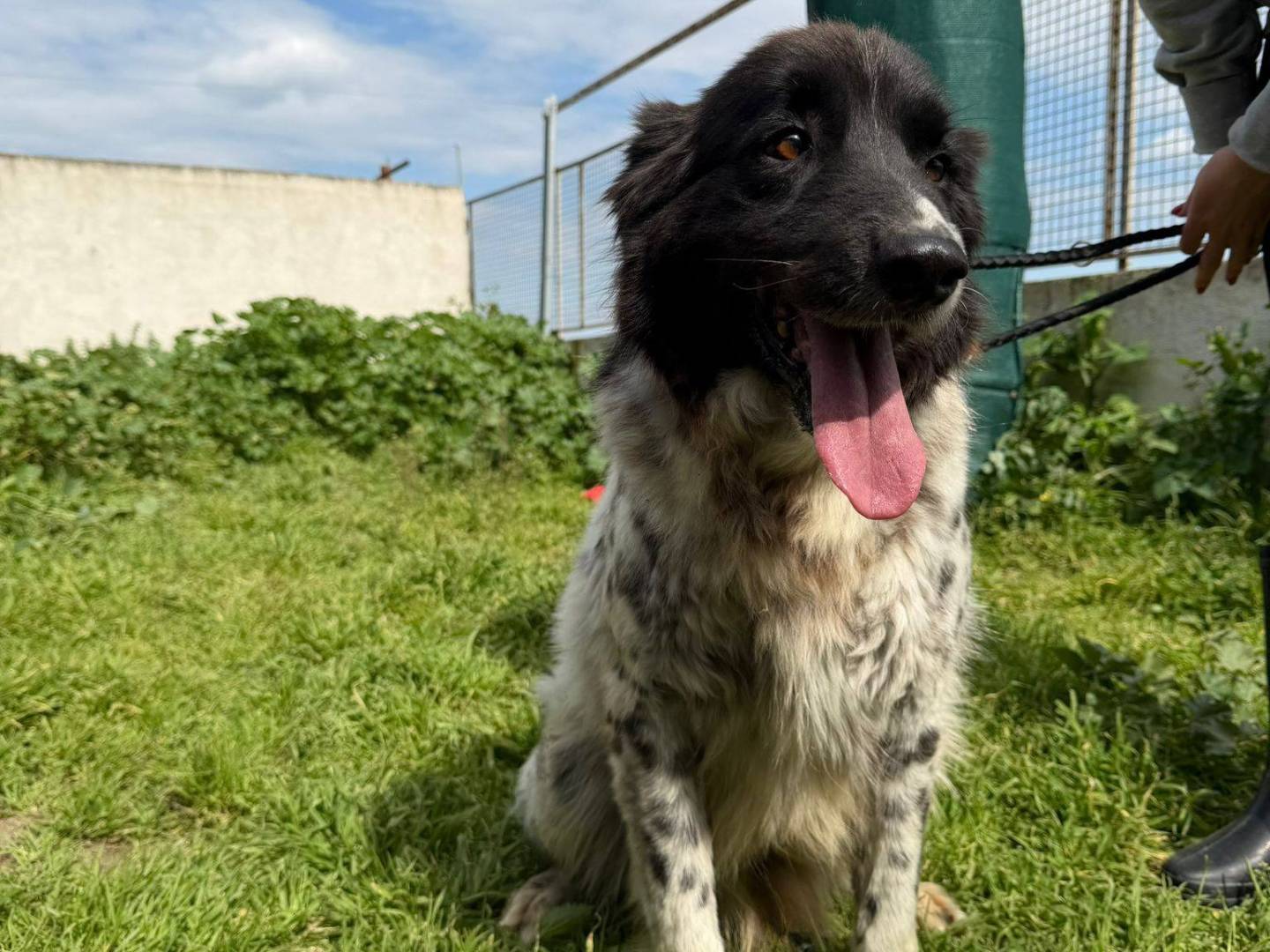 Vuoi adottare un cane a Caserta?