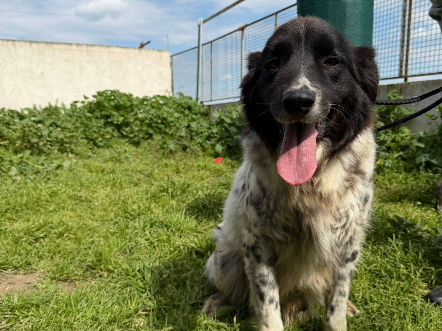 Adotta il cane Caio  a Caserta