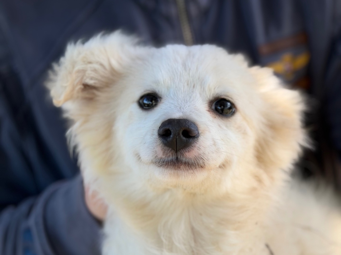 Adozione cane, femmina, Razza sconosciuta Razza sconosciuta, 3 mesi, taglia piccola, Milano