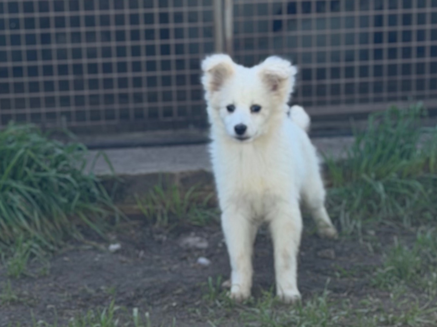Adotta un cane, femmina, 3 mesi, Milano