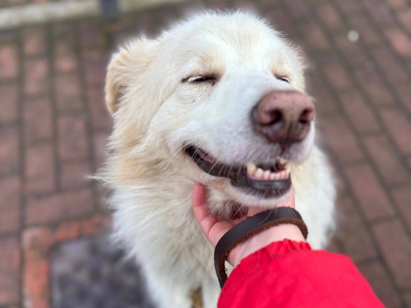 Vuoi adottare un cane a Milano?