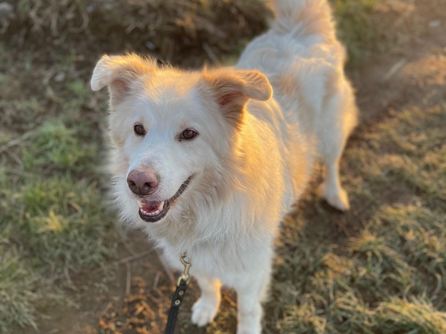 Adotta il cane Hardin  a Milano