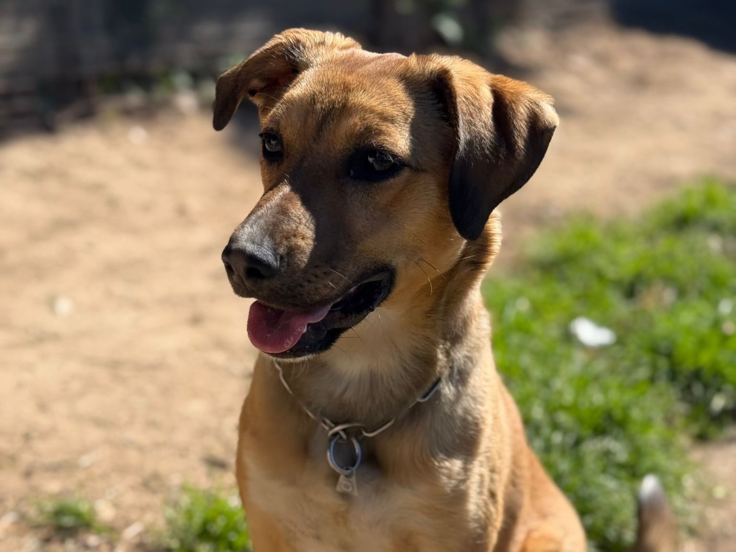 Adozione cane, femmina, Razza sconosciuta Razza sconosciuta, 8 mesi, taglia media contenuta, Milano