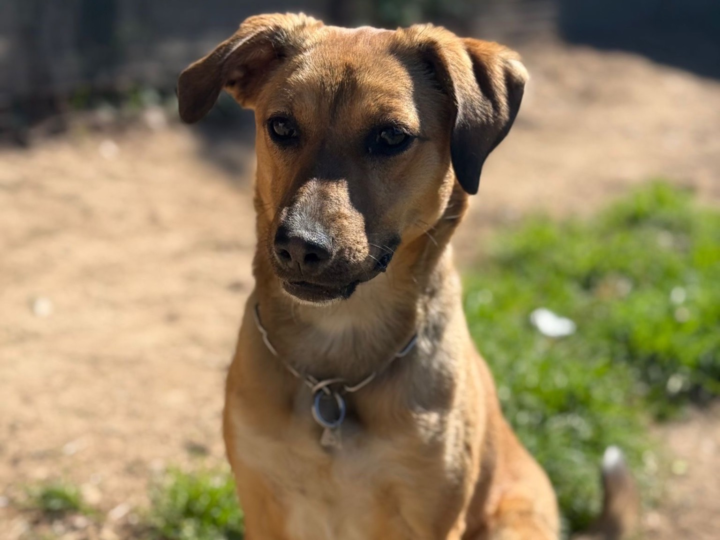 Adotta un cane, femmina, 8 mesi, Milano