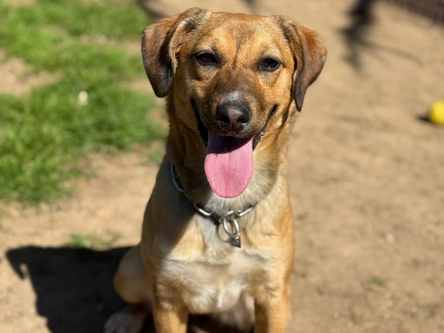 Adotta un cane, taglia media contenuta, femmina, Milano